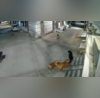 Chilling Video Group Of Stray Dogs Attack Kid In Residential Area