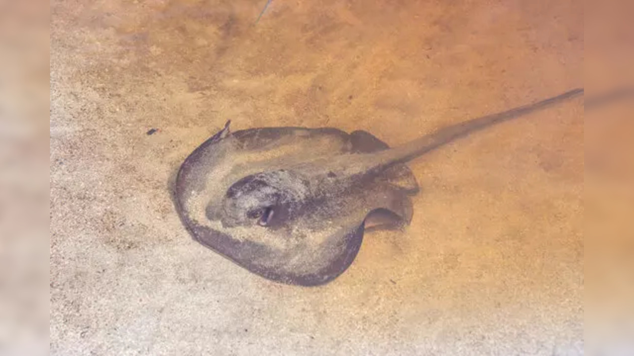 Pregnant Stingray Charlotte: Pregnant Stingray Charlotte Undergoes Another  Ultrasound For Asexual Pregnancy In North Carolina Lab | US Buzz News -  Times Now