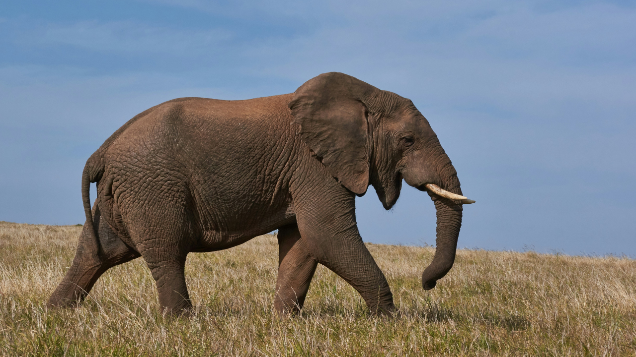 Elephant attack at Zambia national park