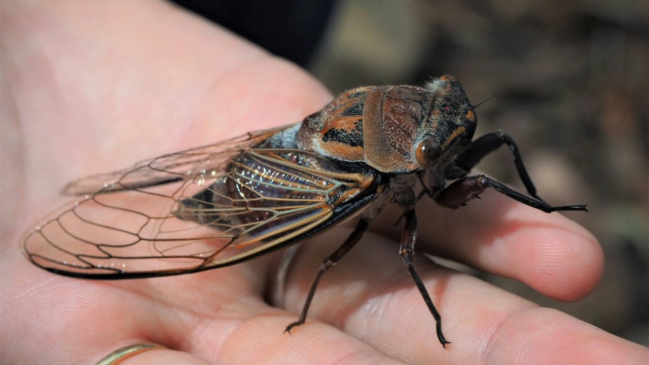 Cicada Invasion In The US