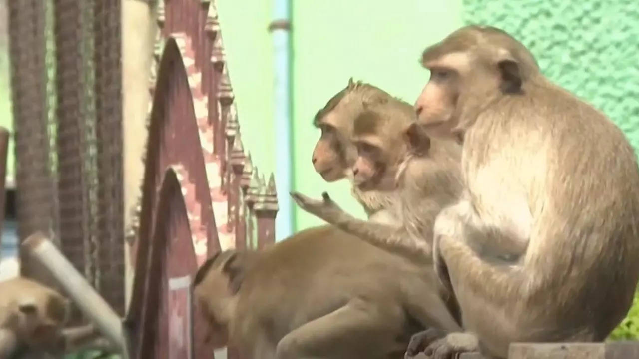 Thailand Plans To Contain 1000s Of Monkeys In Popular Tourist Town Of Lopburi