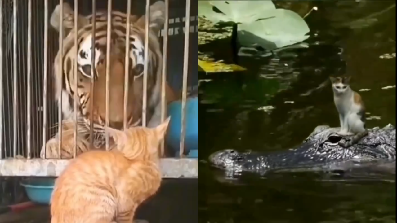 This Viral Video Is Proof That Cats Are The Bravest & Most Fearless Creatures. Watch