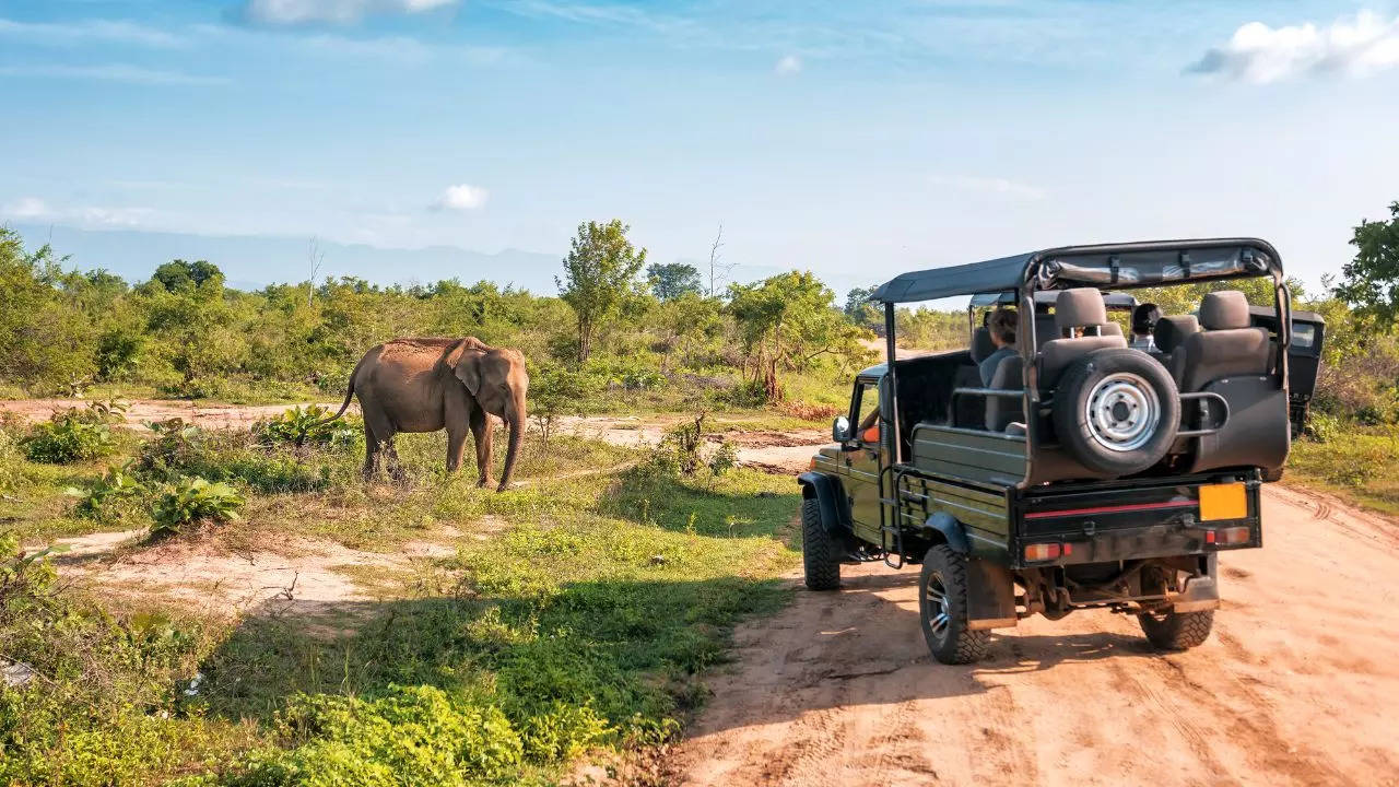 Tourist Killed In Tragic Elephant Attack During African Safari; Viral Video Raises Safety Concerns. Credit: Canva