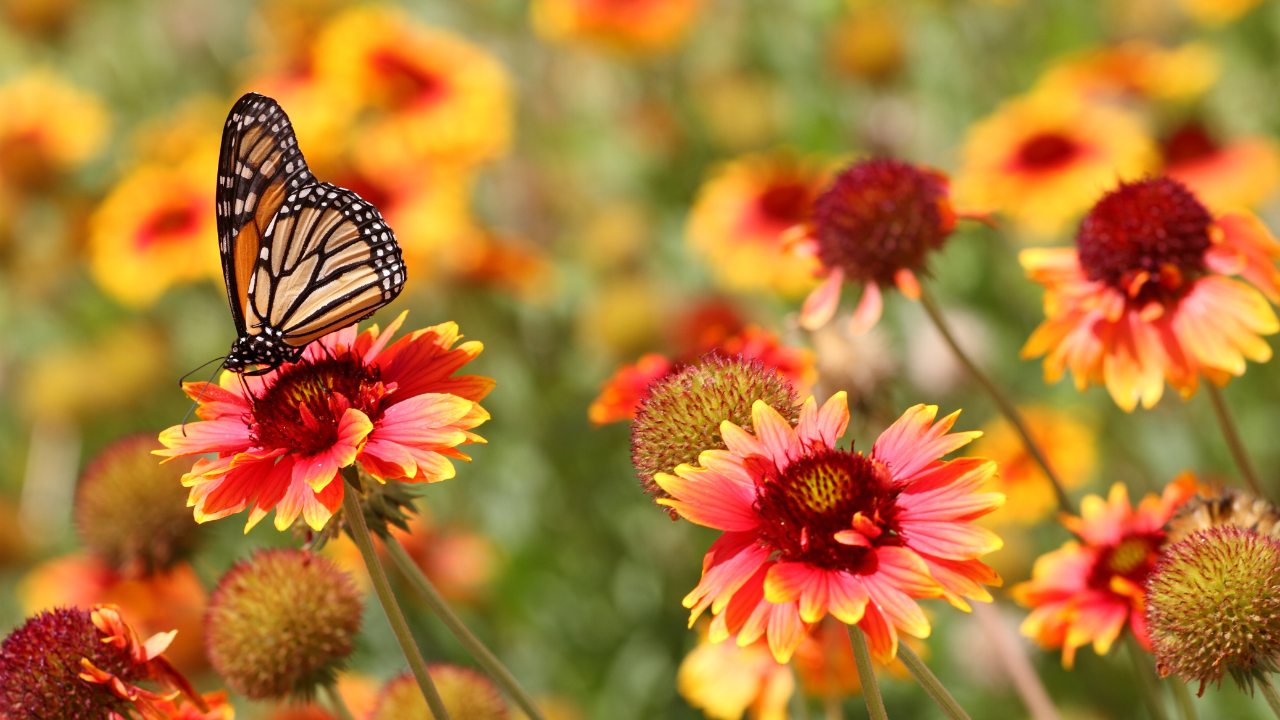 How To Create A Beautiful Butterfly Garden In Your Space?