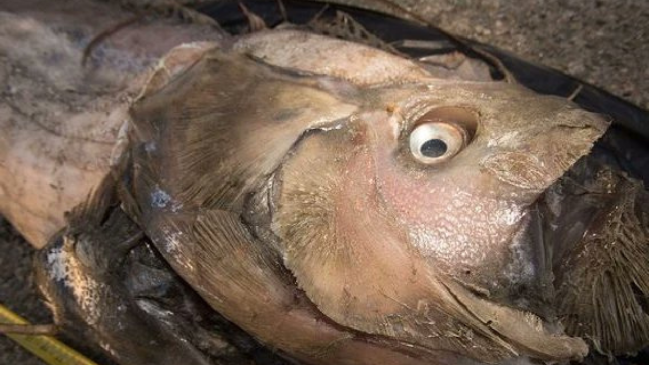 Oarfish aka Doomsday Fish