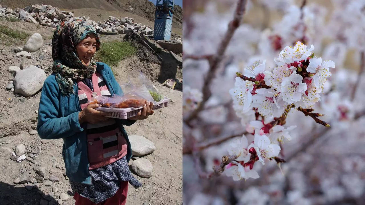 Apricot Blossom Festival in Ladakh. Credit: Canva