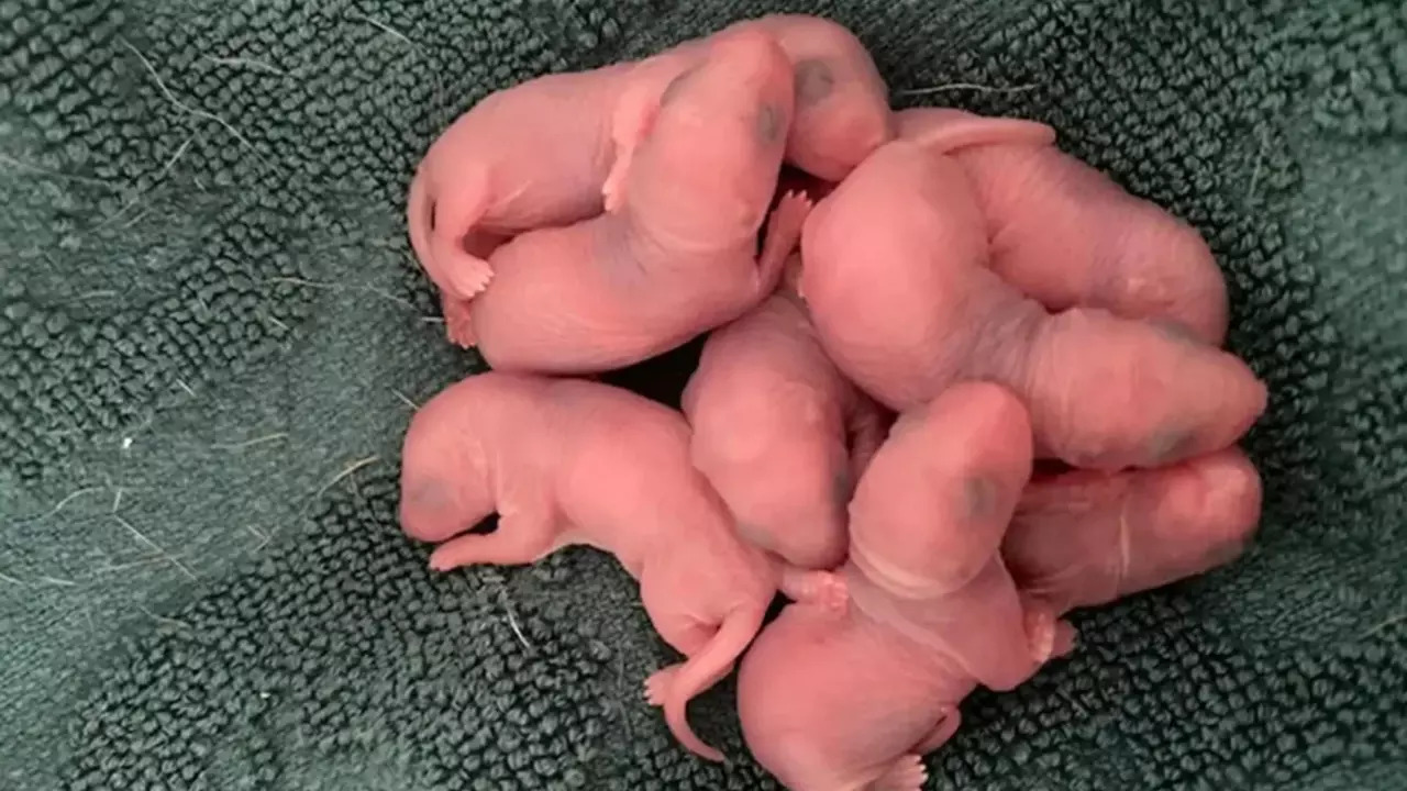 Vets were also unable to identity the eight, hours-old animals. | Courtesy: Phoebe Parsons