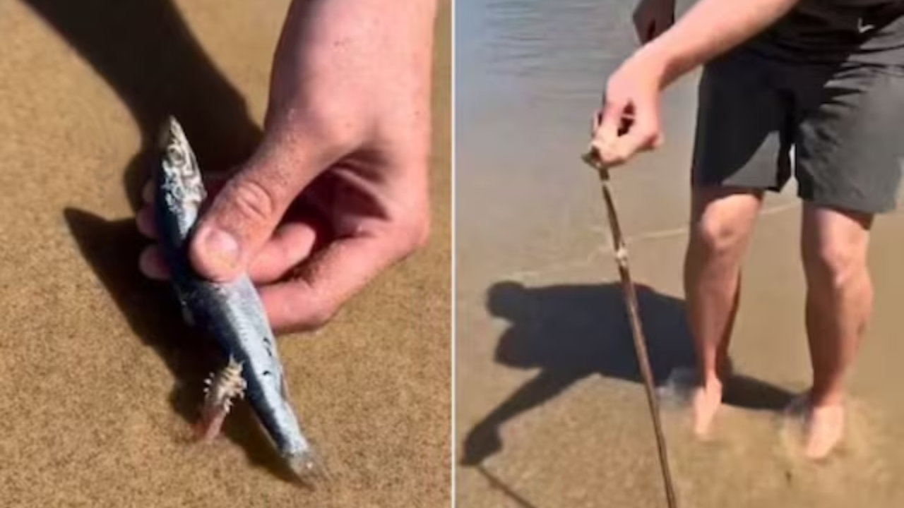 Viral Video: Mysterious Long Worm Surfaces on Australian Beach, Netizens Horrified