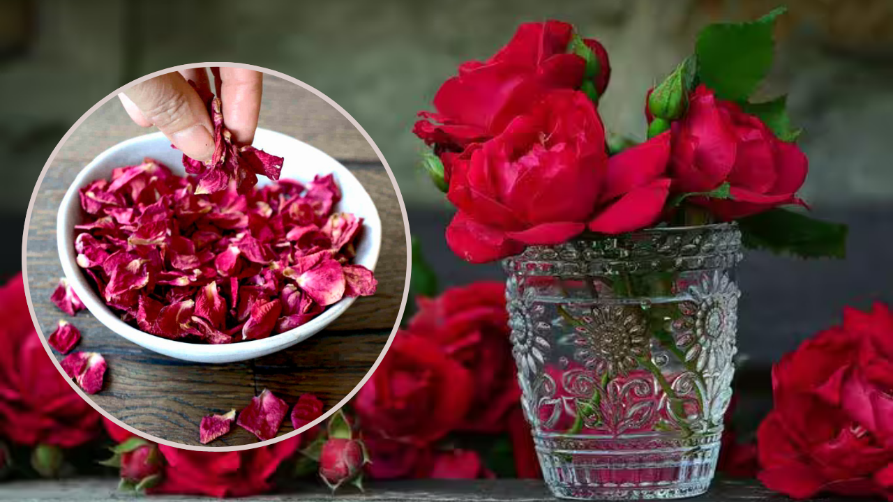 benefits of eating rose petal for health in marathi