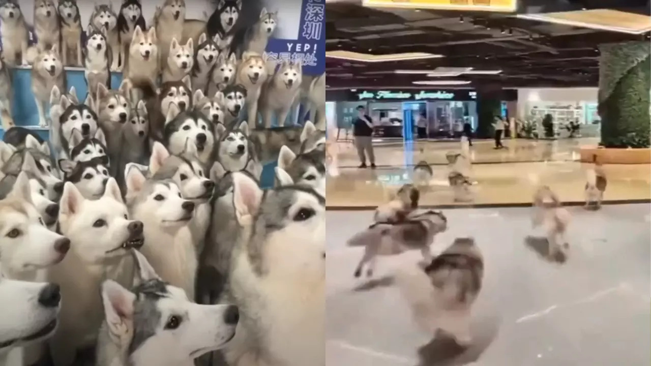 The Huskies were excited to meet their owner, the cafe staff said. | Courtesy: Douyin