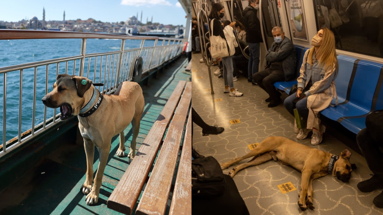 Meet Boji - Istanbul's Travelling Dog Who Travels 30 Km Daily