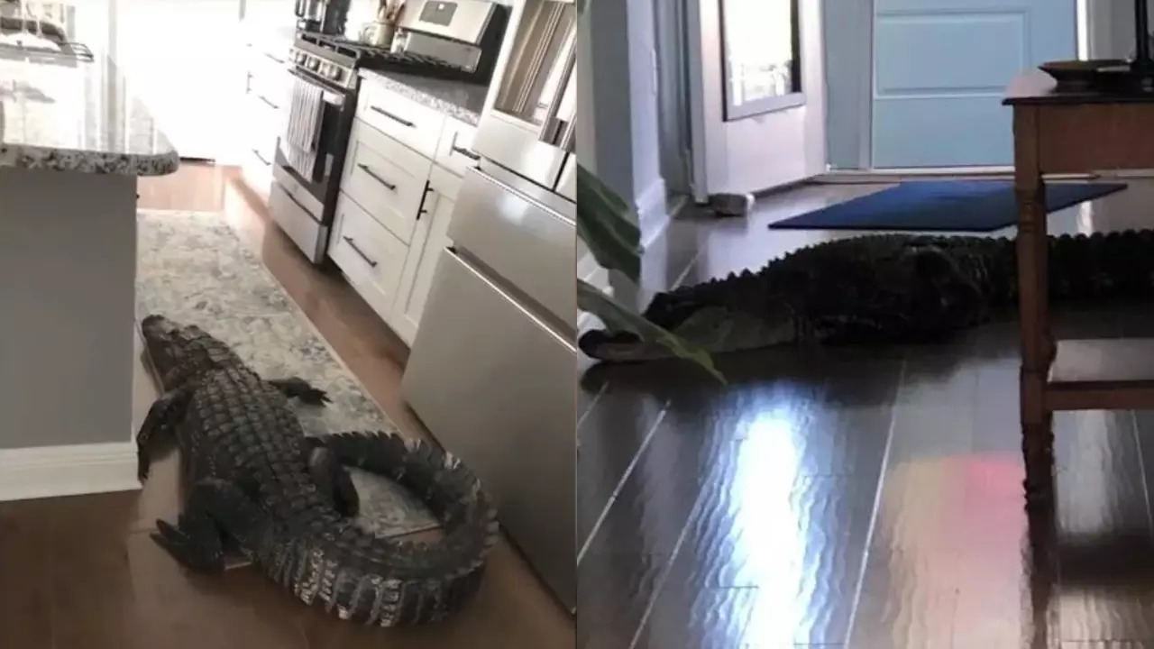 A 7-foot, 11-inch alligators breaks into a Florida house. | Courtesy: Mary Hollenback