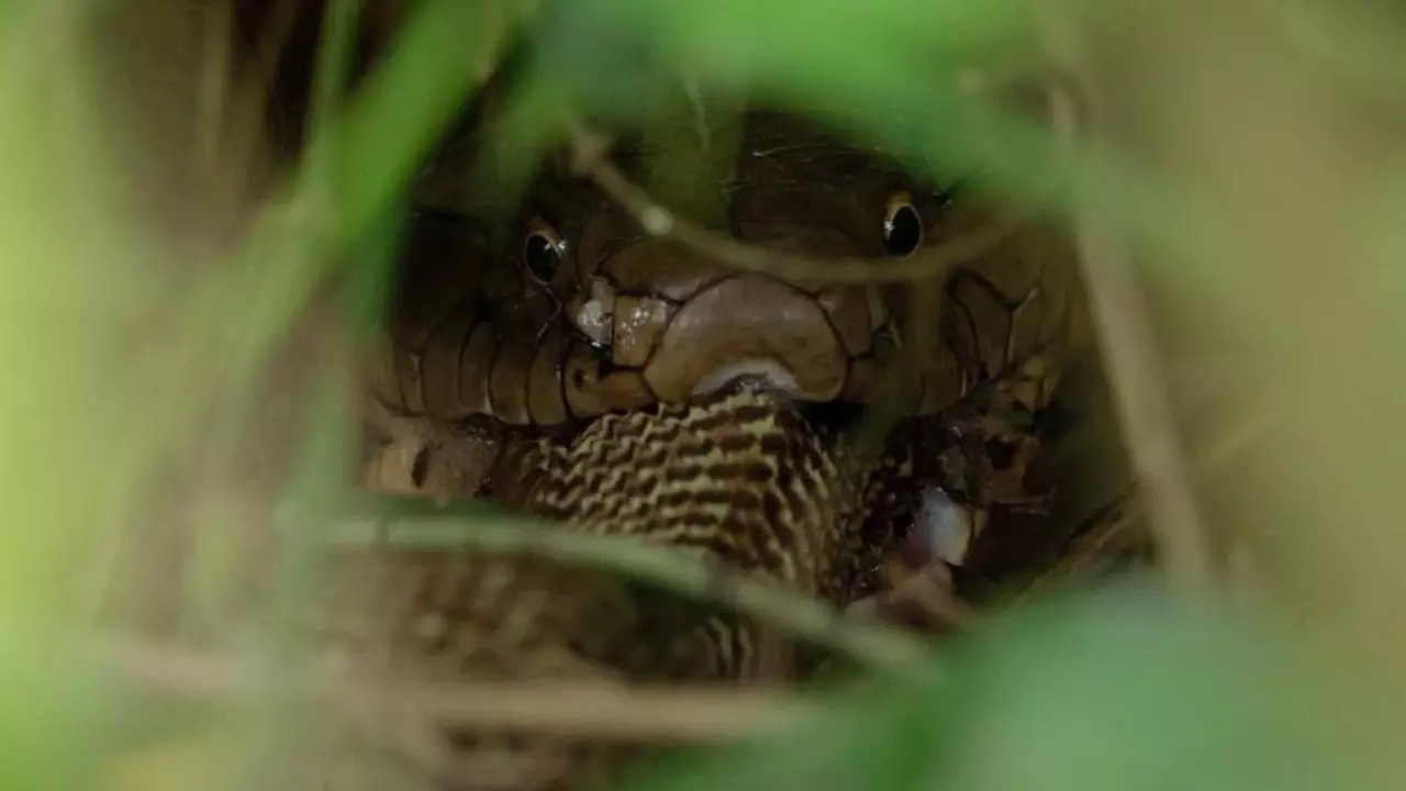 A king cobra swallows an Indian cobra, also known as spectacled cobra. | Courtesy: Parveen Kaswan