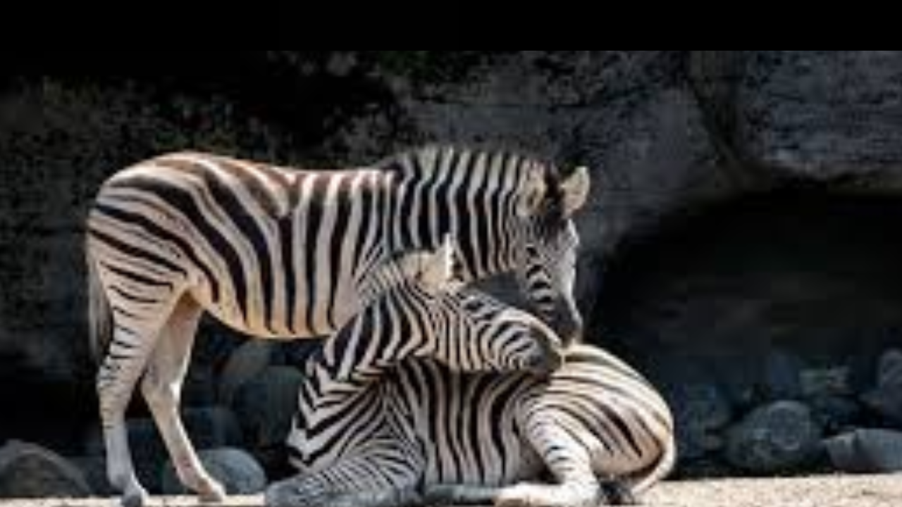 Scientists Make Startling Discovery in Zoo Animals During Total Solar ...
