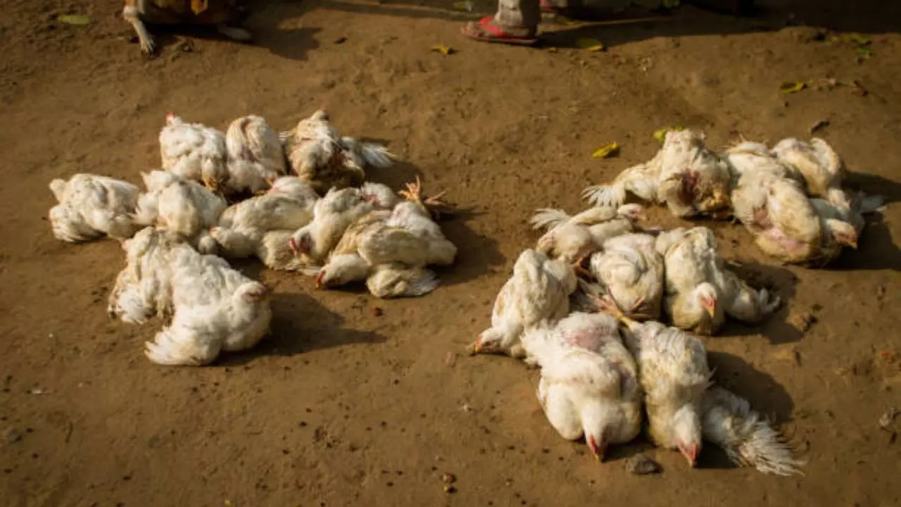 Bird Flu Outbreak In US: Do We Need To Worry?