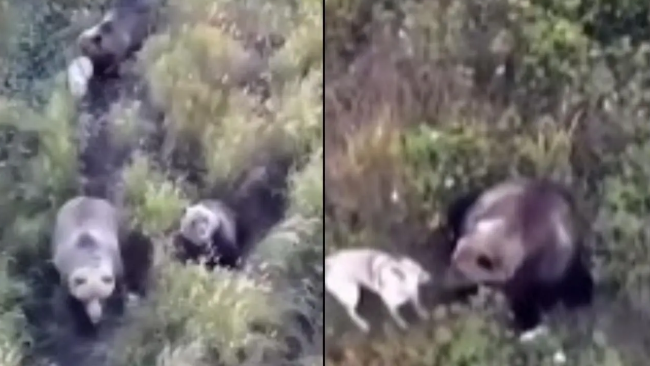 Viral Video: Drone Search Turns Unbelievable, Missing Husky Spotted Playing with Bears