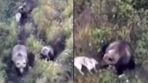 Viral Video Drone Search Turns Unbelievable Missing Husky Spotted Playing with Bears