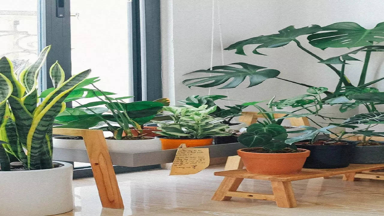 indoor plants for cooling