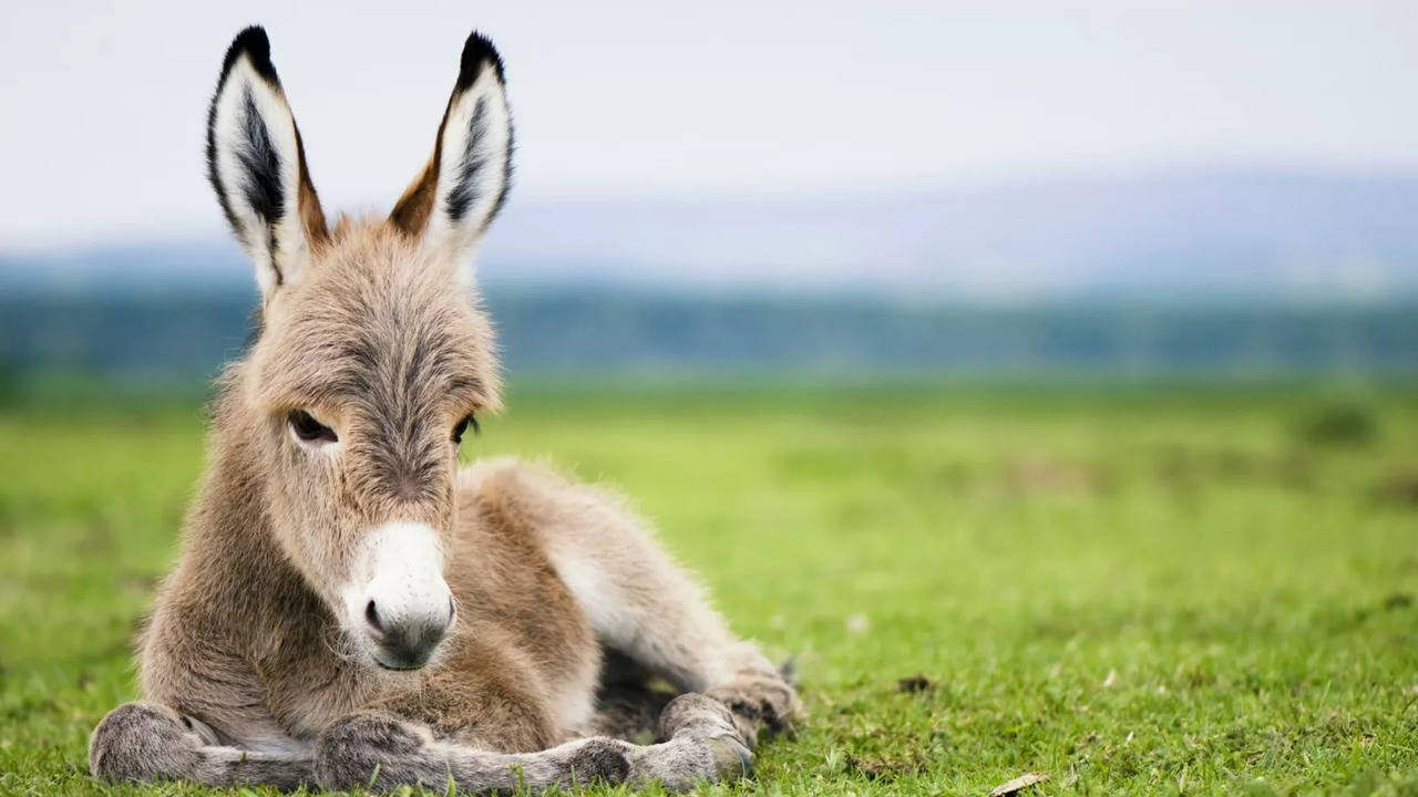 Donkey Population Falling In China