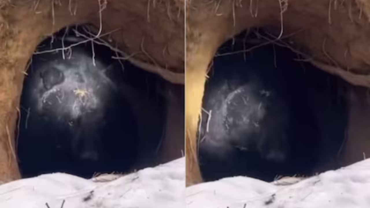 Viral Video: Heart-Stopping Moment Man Finds Bear Hibernating in Hidden Pit. Watch