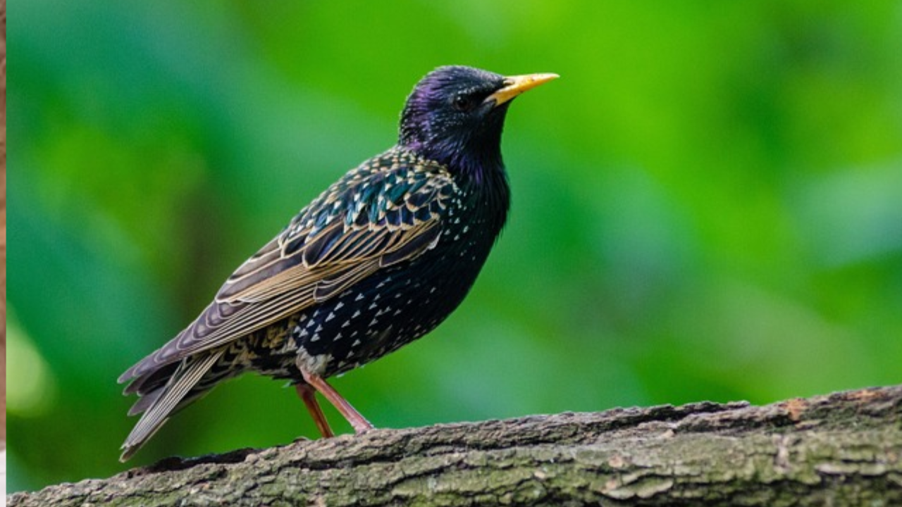 Viral Video: Mysterious Bird Perfectly Mimics Police Siren, Baffles UK Cops. Watch