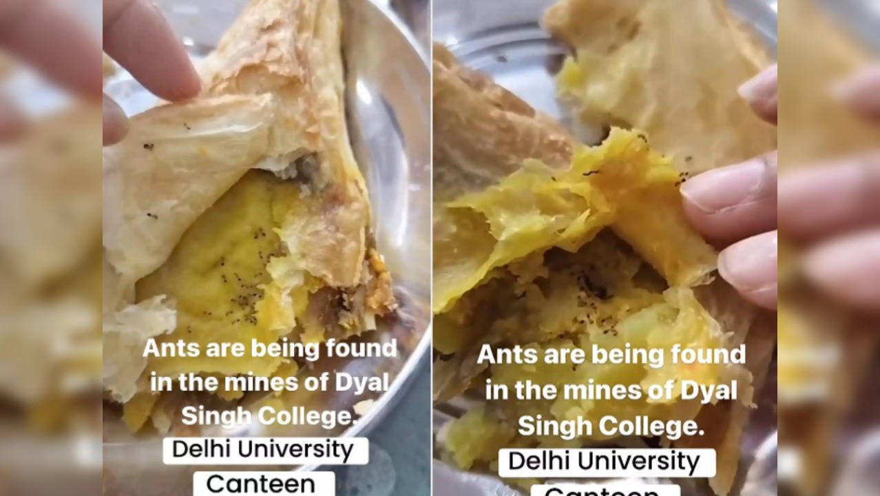 dead ants inside samosa