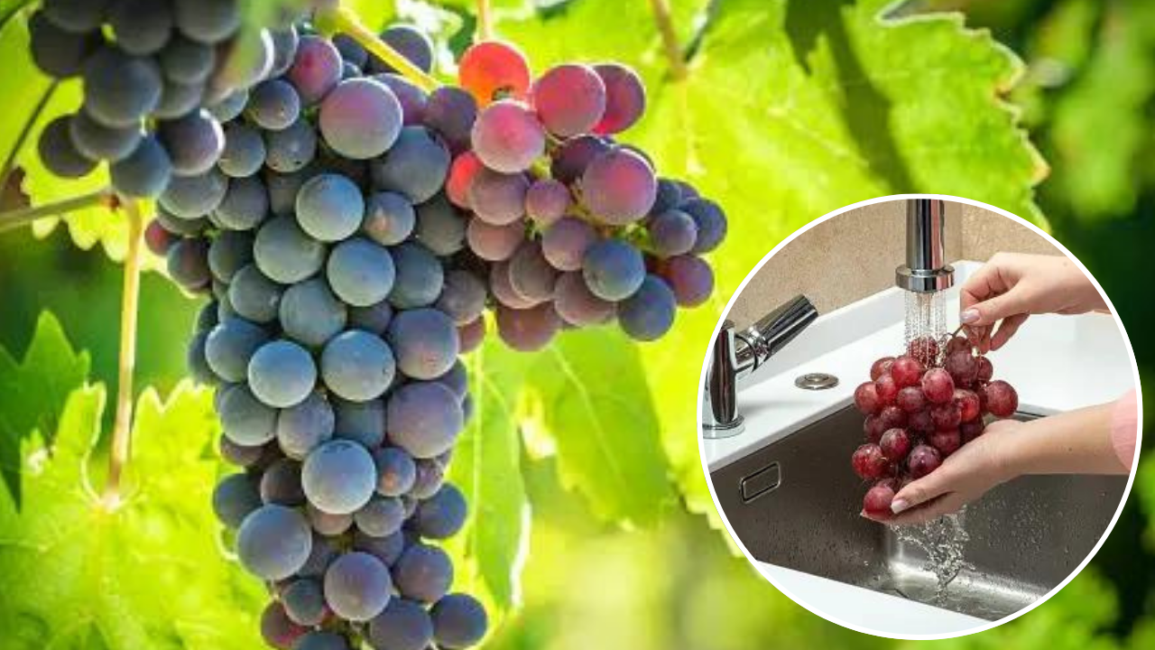 grapes cleaning tips before eating