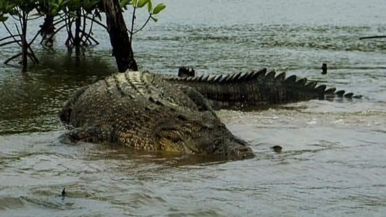 ‘This IS A Monster’: Video Of Giant Crocodile Will Leave You Stunned ...