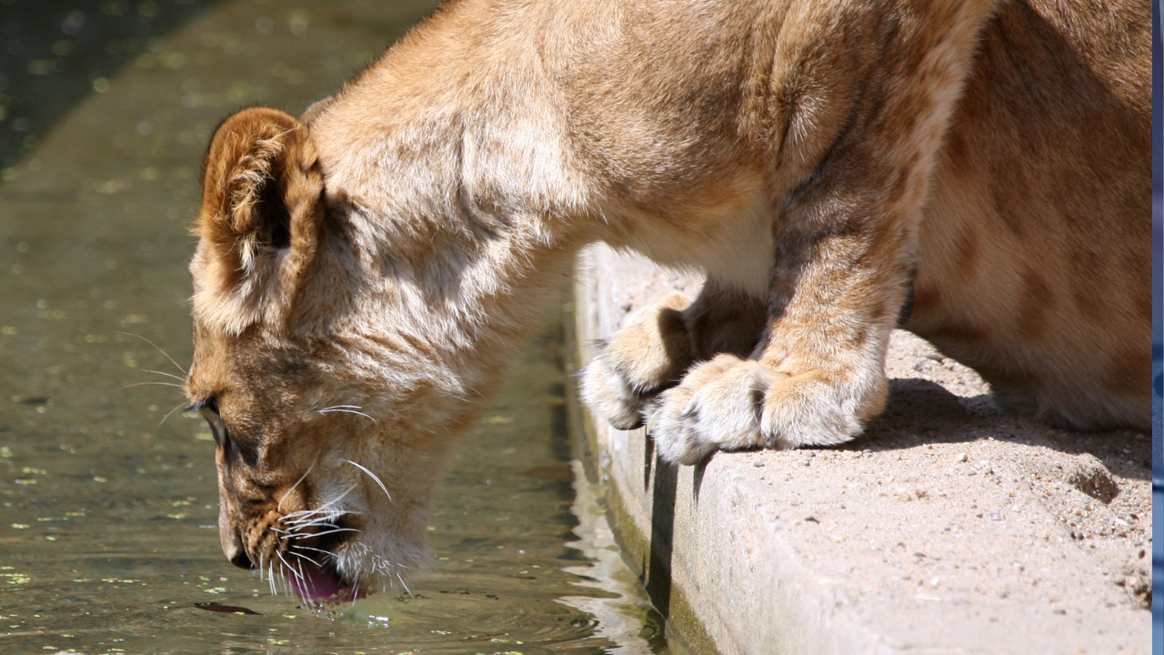 hyderabad zoo