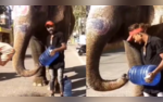 This Viral Video of a Thirsty Elephants Rescue Will Melt Your Heart Watch