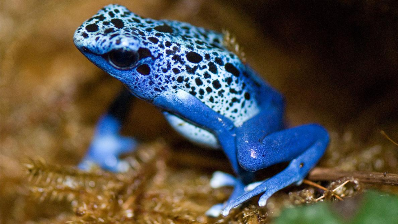 Poison Dart Frog