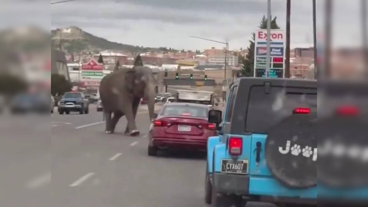 Elephant Rampage In Montana