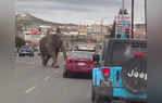 Circus Elephant On Loose In Montana Video Shows Chaos On Butte Streets Outside Jordan World Circus Site