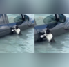 Dubai Floods Cat Clings to Submerged Cars Door Police Rescues  Watch