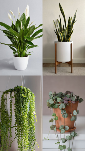 10 Hanging Plants That Removes Anxiety