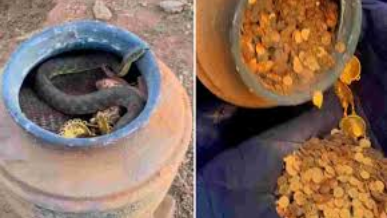 Viral Video: Treasure Hunters Uncover Gold-Filled Pot, Shockingly Encounter Snake. Watch