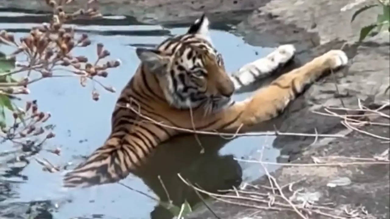 A tigress cools off in the water after killing its prey at Mudumalai Tiger Reserve. | Courtesy: @supriyasahuias/X