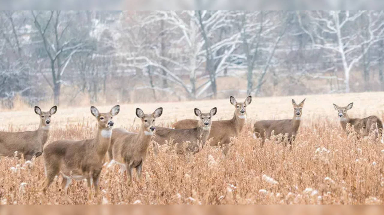 Zombie Deer Disease: Zombie Deer Disease Kills Two American Hunters As Fears Grow: Report | US News News