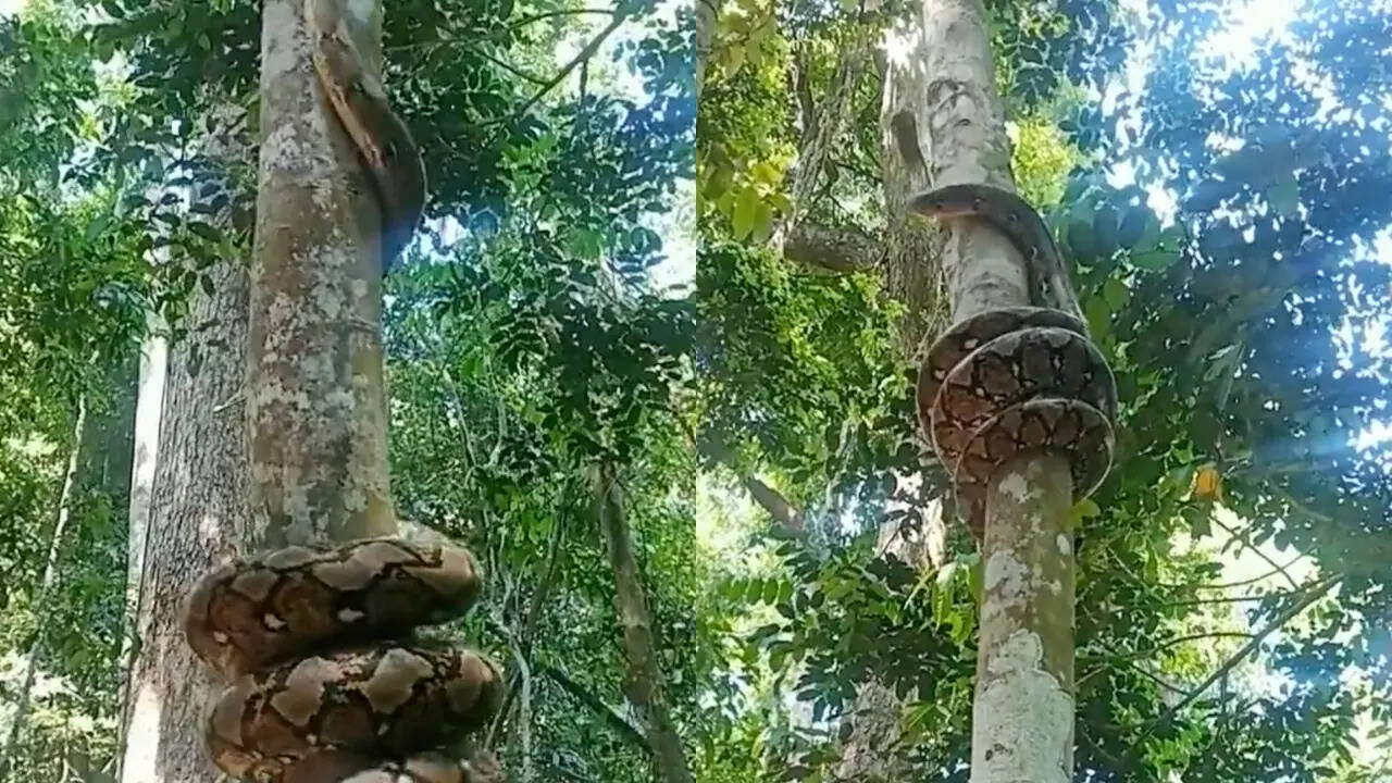 Viral Video Shows How Snakes Climb Trees | Times Now