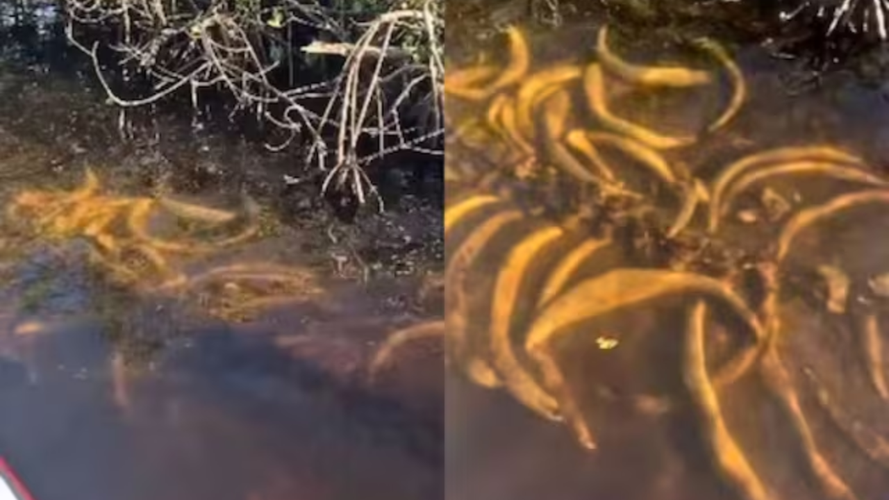 Viral Video: Florida Boaters Left Speechless by Sudden Appearance of Underwater Skeleton. Watch