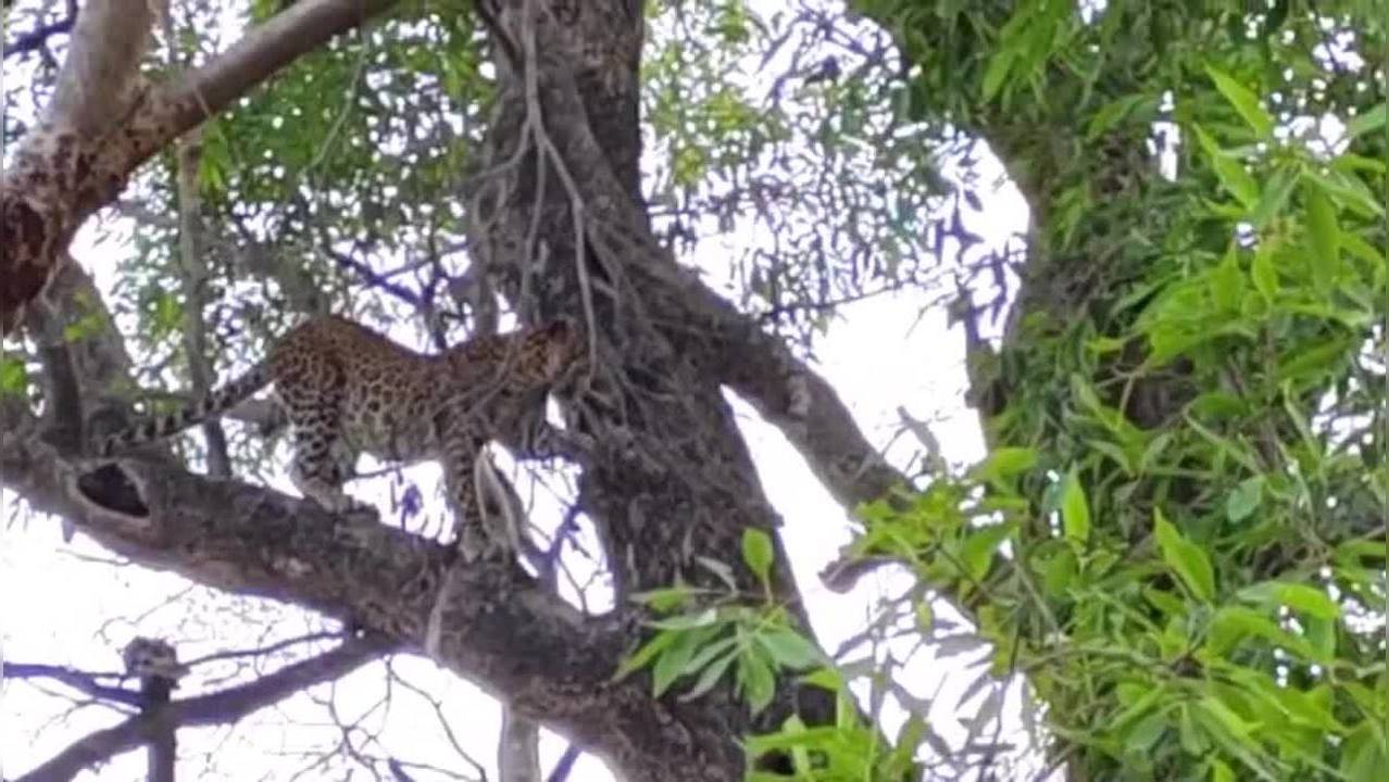 Watch: Ranthambore's Fearless Leopard Claims Tree In Jaw-dropping Viral 