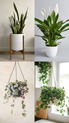 10 Hanging Plants That Can Reduce Stress
