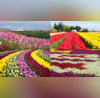 8 Most Beautiful Tulip Gardens In The World