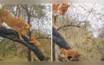 Mommy Lioness Teaches Cubs Tree Climbing in South Africa Viral Video Is Too Cute To Miss