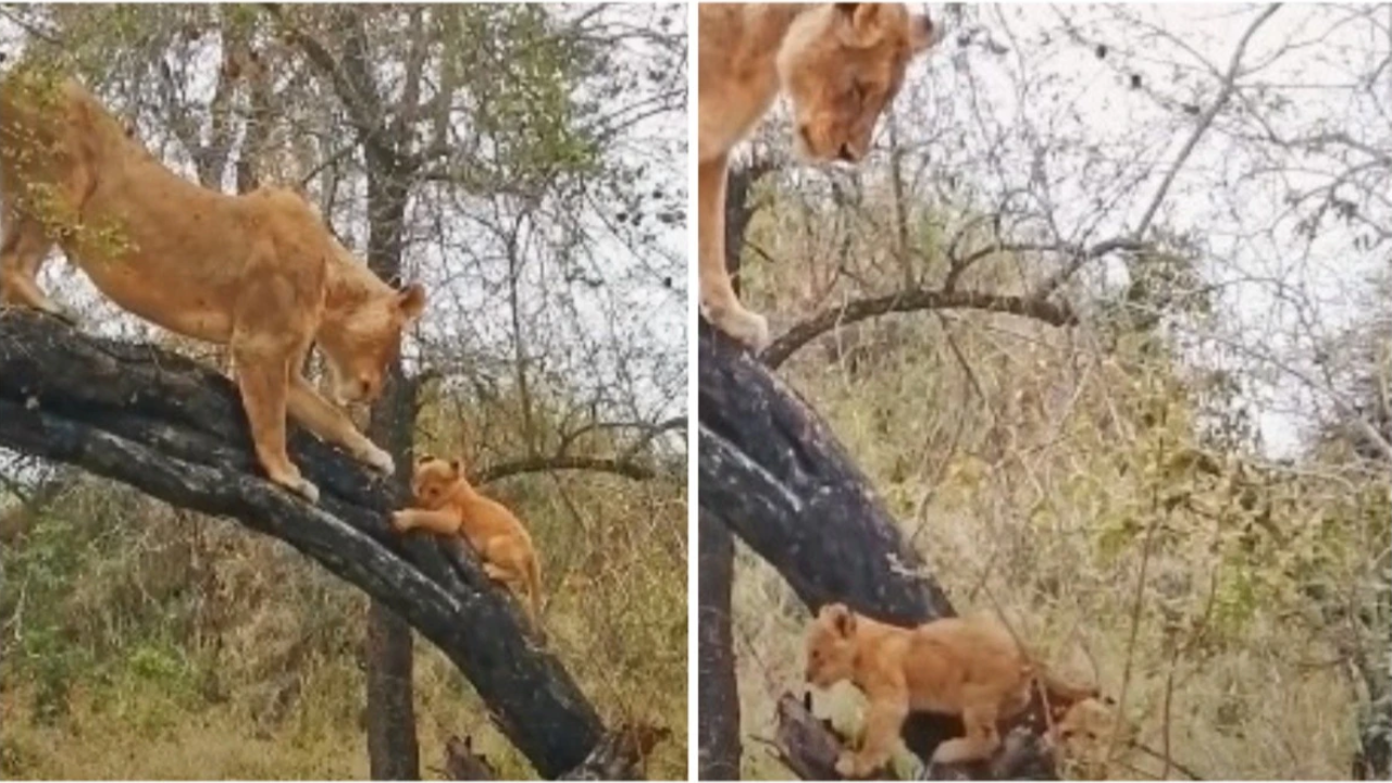 Mommy Lioness Teaches Cubs Tree Climbing in South Africa, Viral Video ...