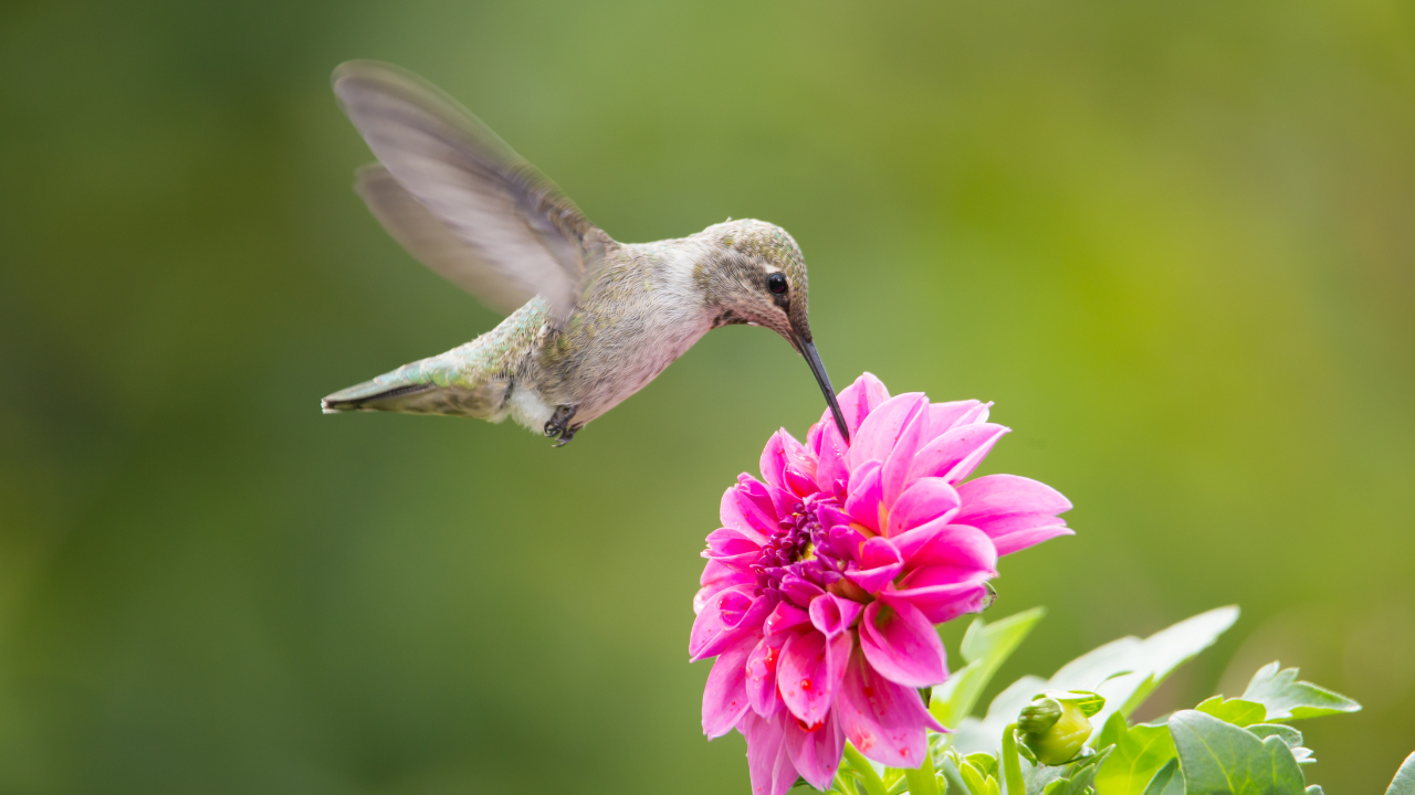 Tips for Turning Your Garden into a Paradise for Birds