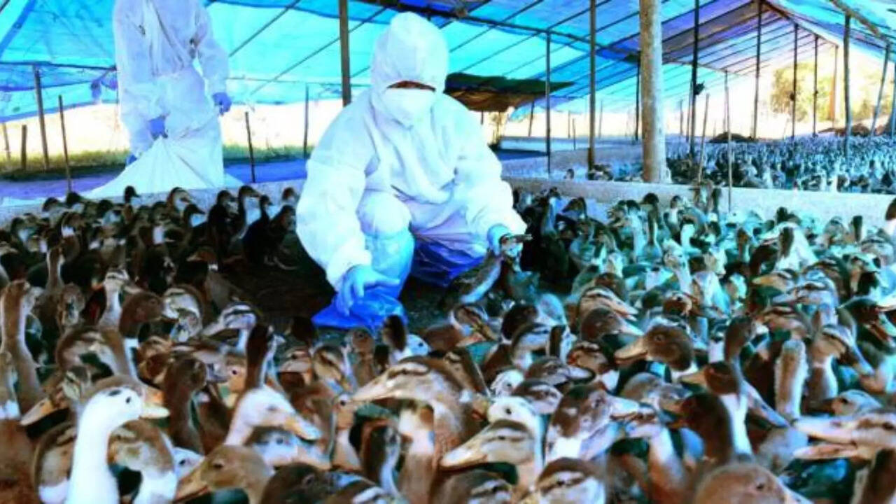  கேரளாவில் பறவை காய்ச்சல் பரவல் எதிரொலி.. தமிழக எல்லைப் பகுதிகளில் உஷார் நிலை 