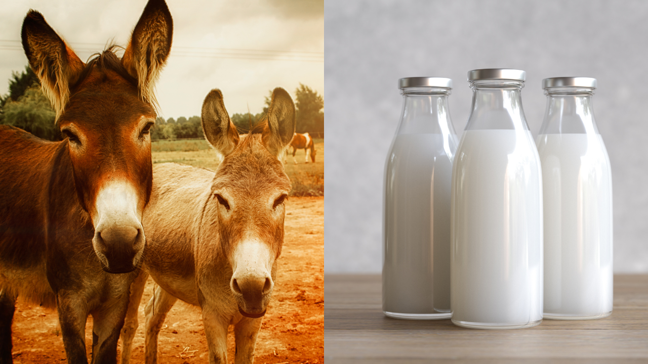 Donkey Milk