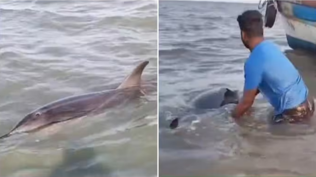 Viral Video: IAS Officer Praises Tamil Nadu Forest Staff Heroes for Rescue Striped Dolphin