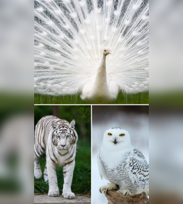 10 Rare Beautiful White Animals
